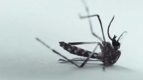 Dead mosquito dying on white background disease carries dengue malaria fever 動画素材 334659386