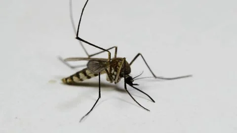 Dead mosquito dying on white background disease carries dengue malaria fever 動画素材 334659583