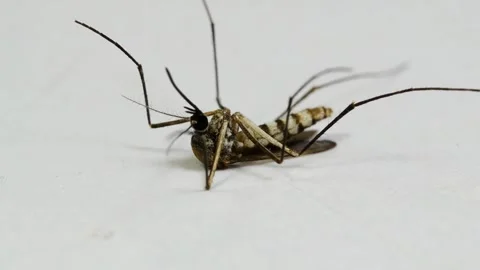 Dead mosquito dying on white background disease carries dengue malaria fever Vidéo 334659692