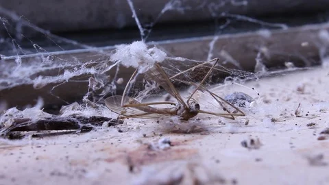 Dead Mosquito Eater Grass Fly on Windowsill Cob Webs Blowing in Breeze Abando Video stock 114033501