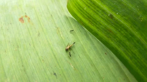 Dead mosquito Stock Footage 211947823