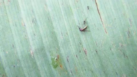 Dead mosquito Stock Footage 211957423
