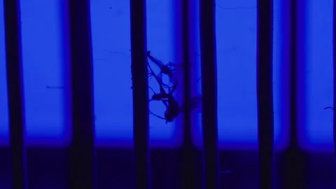 Dead mosquito inside ultraviolet bug zapper, representing effective insect .. Stock-Footage 340428015