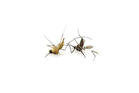 Dead mosquito lie-down 스톡 사진