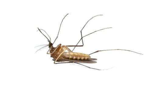 Dead mosquito Stock Photos