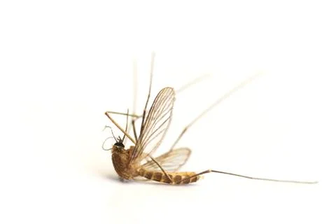 Dead mosquito Stock Photos