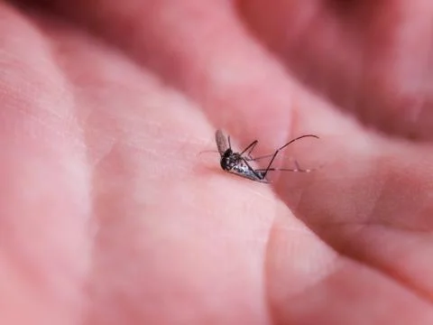 Dead mosquito Stock Photos