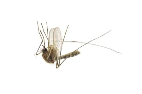 Dead mosquito Foto stock