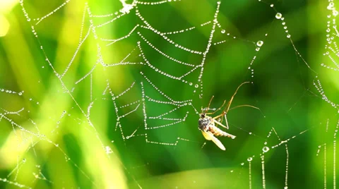 Dead mosquito on spider web Stock Footage 39380312