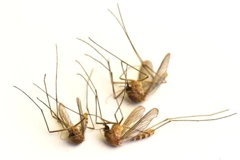 Dead mosquitoes Stock Photos