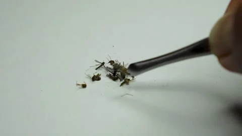 Dead Mosquitoes on White Background Stock Footage 338371324