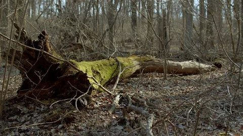 Dead Mossy Tree Stock Footage 128223923
