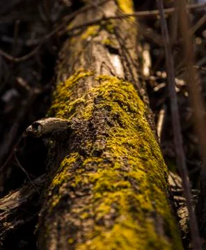 Dead Mossy Tree Stock Photos