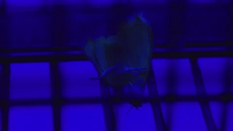 Dead moth caught inside electric ultraviolet insect trap, illustrating effe.. Stock Footage 340428024