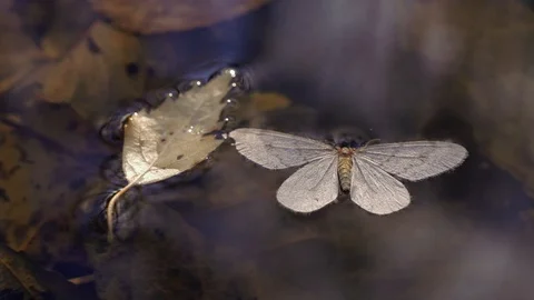 Dead moth floating on water surface Stock Footage 100572671