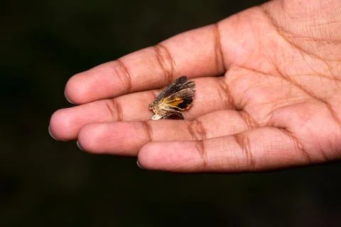 A dead moth insect lying on a human palm hand macro close up image Foto stock