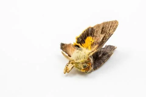 A dead moth insect on a white background macro close up Stock Photos