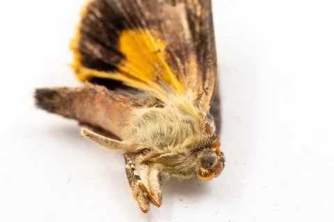 A dead moth insect on a white background macro close up Stock Photos