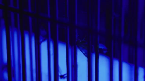 Dead moth inside electric ultraviolet insect trap, highlighting flying inse.. Stock Footage 340428080