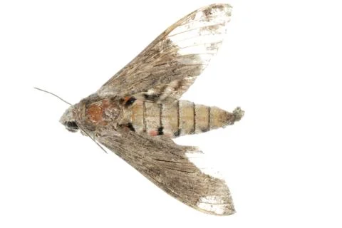 Dead moth Foto stock