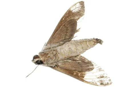 Dead moth Stock Photos