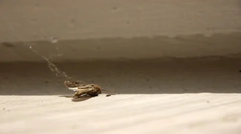 Dead Moth In Web On The Windowsill Video stock 65289048