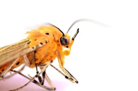 A Dead moth on White Background Stock Photos