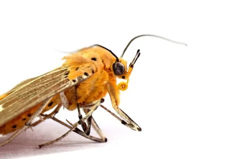 A Dead moth on White Background Stockfoto's