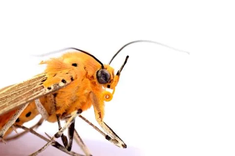 A Dead moth on White Background 스톡 사진
