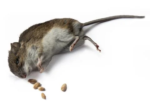 Dead mouse on the background of spoiled grain Photos