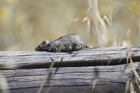 Dead mouse decomposing on log with green fly Fotos Stock