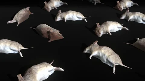 Dead Mouse on Floor 스톡 동영상 336005785