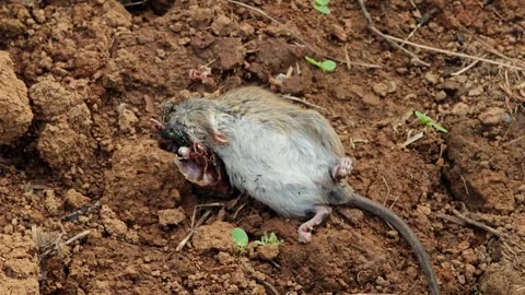 Dead mouse on the floor, house cat caught and brought in a mouse. Stock Footage 304943074