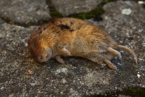 Dead mouse in the garden Stock Photos