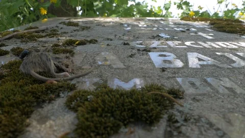 Dead mouse on a gravestone Stock-Footage 113200169