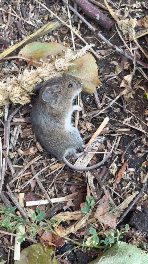 Dead mouse on the ground among leaves and branches. Fight against harmful Stock Footage 290317105