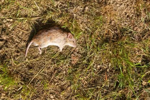 Dead mouse on ground Stock Photos