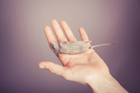 Dead mouse in a hand Stock-Fotos