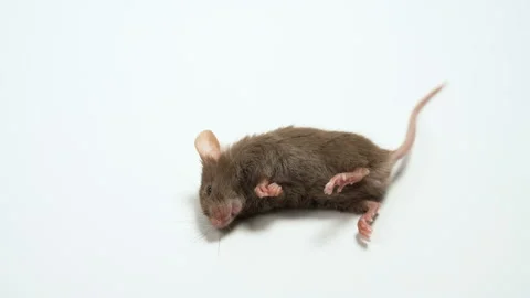 The dead mouse is isolated on a white background Stock Footage 98623007