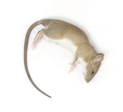 A Dead Mouse Isolated on White Background Foto stock