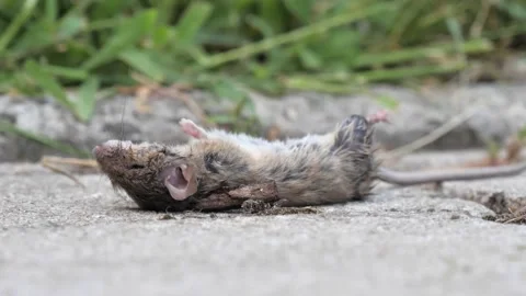 Dead Mouse Laying On The Ground, Wind Blowing Its Fur, Disgusting Stock Footage 139453012