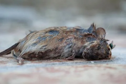 Dead mouse lies on the ground Photos