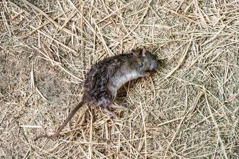 Dead mouse is lying on dry grass. Fighting rodents on farm. Poison for rats Stock Photos
