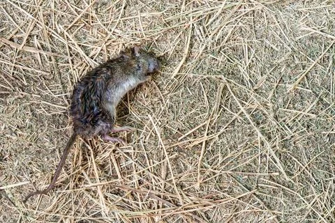 Dead mouse is lying on dry grass. Fighting rodents on farm. Poison for rats Stock Photos