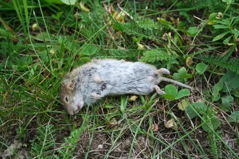 Dead mouse lying in grass Stock-Fotos