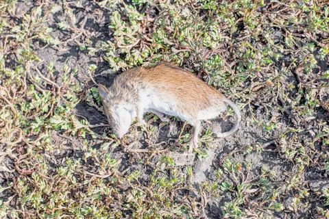 Dead mouse lying on the grass on a summer day Stock Photos