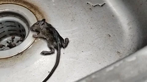 A dead mouse lying inside a kitchen sink, illustrating a household pest problem, Vídeos de archivo 340330952
