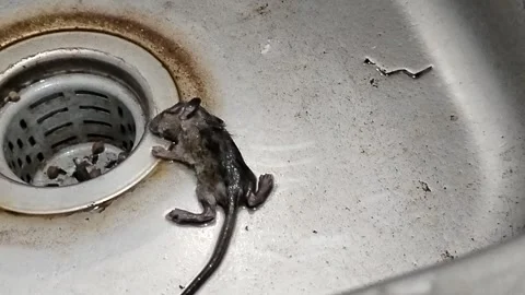 A dead mouse lying inside a kitchen sink, illustrating a household pest problem, Stock Footage 340330975