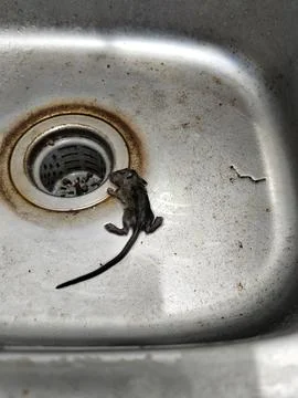 A dead mouse lying inside a kitchen sink, illustrating a household pest problem, Fotos Stock