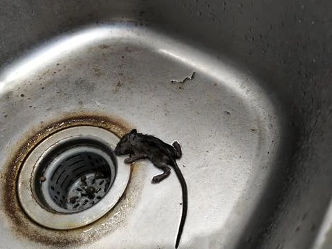 A dead mouse lying inside a kitchen sink, illustrating a household pest problem, Фото